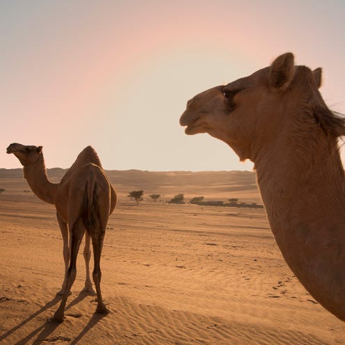 Camel, Natural environment, Camelid, Aeolian landform, Vertebrate, Landscape, Sand, Desert, Adaptation, Ecoregion, 