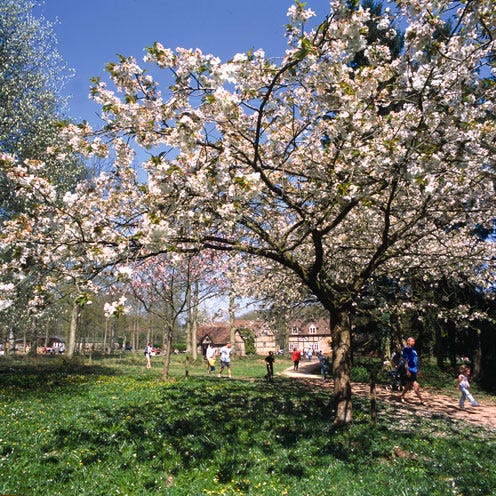 Branch, Flower, Petal, Blossom, People in nature, Woody plant, Botany, Spring, Park, Groundcover, 