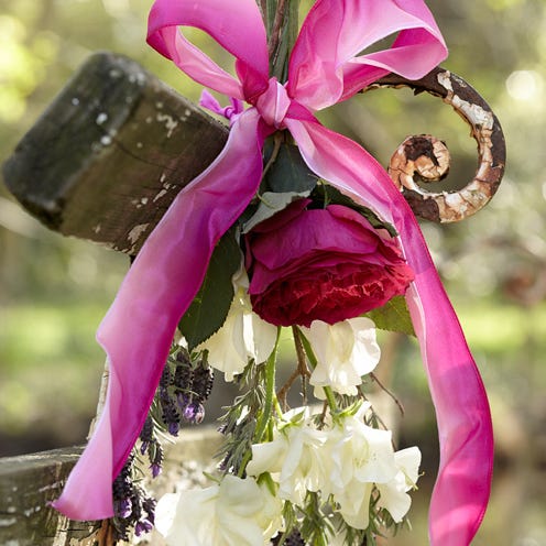 Petal, Flower, Pink, Purple, Magenta, Botany, Terrestrial plant, Flowering plant, Violet, Cut flowers, 