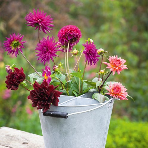 Flowerpot, Plant, Flower, Pink, Petal, Botany, Magenta, Annual plant, Vase, Wildflower, 