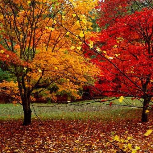 Deciduous, Nature, Branch, Yellow, Twig, Natural landscape, Leaf, Autumn, Landscape, Tree, 