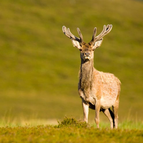 Deer, Grass, Natural environment, Antler, Vertebrate, Mammal, Grassland, Elk, Reindeer, Terrestrial animal, 