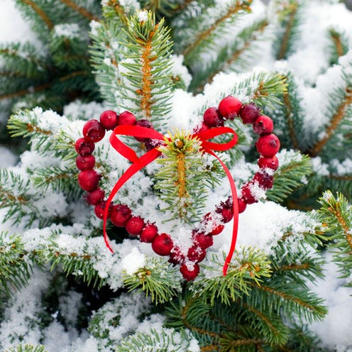 Red, Woody plant, Winter, Terrestrial plant, Christmas decoration, Christmas, Holiday, Pine family, Conifer, Evergreen, 