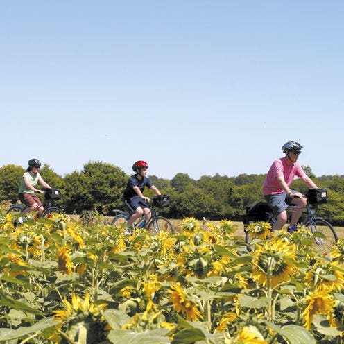 Plant, Flower, Bicycle, Bicycles--Equipment and supplies, Bicycle handlebar, Bicycle frame, Plantation, Sunflower, Helmet, Agriculture, 