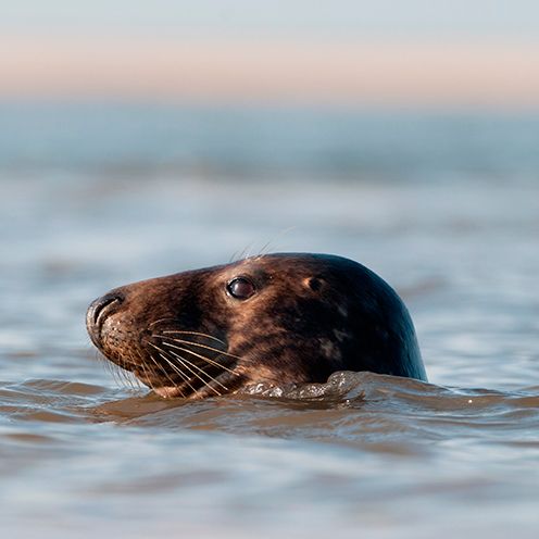 Body of water, Liquid, Fluid, Organism, Water resources, Water, Whiskers, Marine mammal, Seal, Snout, 