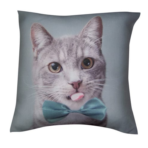 Whiskers, Small to medium-sized cats, Carnivore, Cat, Felidae, Linens, Iris, Turquoise, Teal, Aqua, 