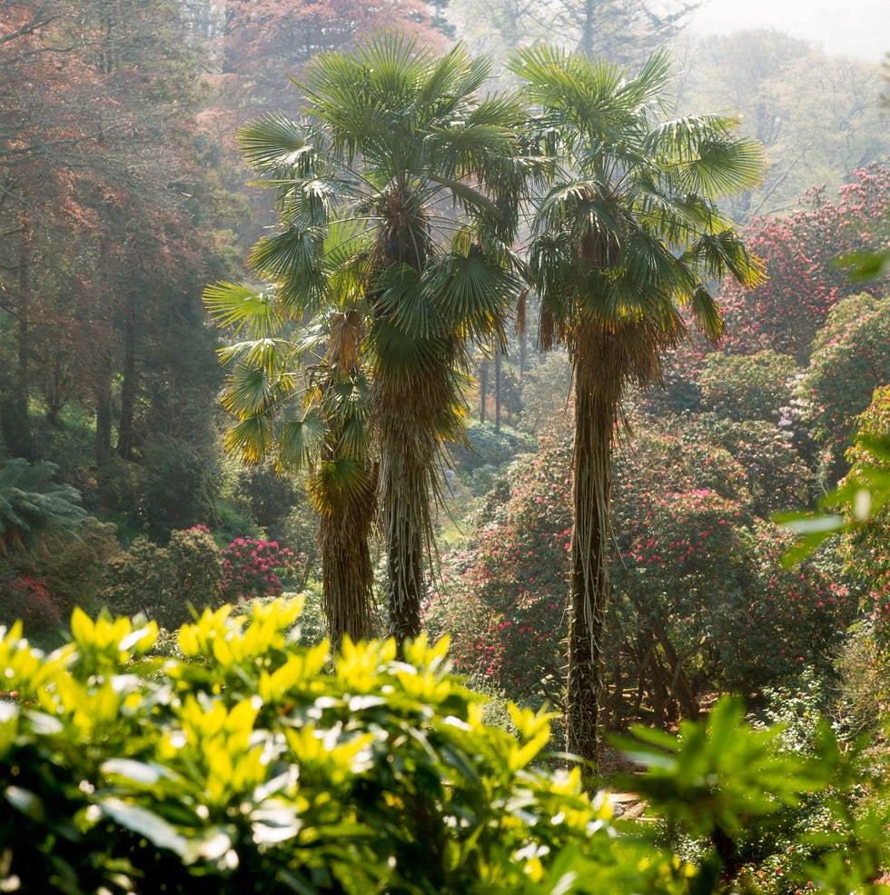 Vegetation, Nature, Leaf, Plant community, Woody plant, Botany, Garden, Terrestrial plant, Forest, Biome, 