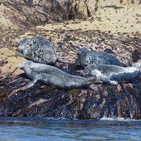 Organism, Liquid, Marine mammal, Water resources, Fluid, Vertebrate, Seal, Adaptation, Snout, Watercourse, 