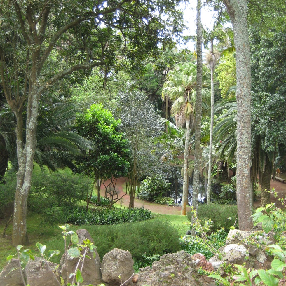Vegetation, Plant, Plant community, Tree, Garden, Rock, Woody plant, Botany, Trunk, Shrub, 