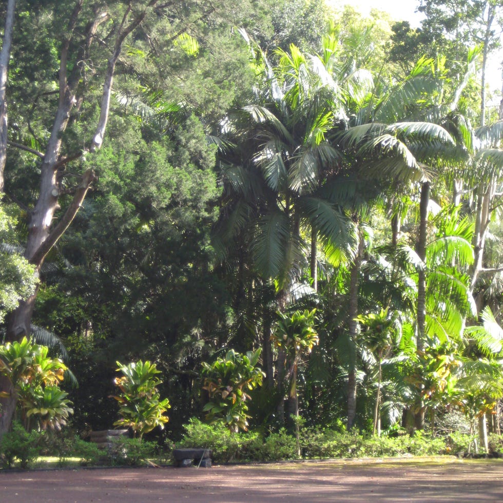 Vegetation, Tree, Road surface, Asphalt, Woody plant, Terrestrial plant, Arecales, Forest, Trunk, Jungle, 