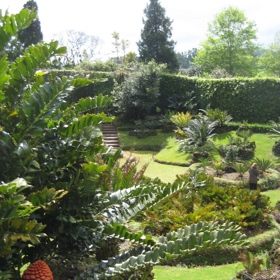 Vegetation, Plant, Shrub, Garden, Plant community, Botany, Terrestrial plant, Plantation, Botanical garden, Landscaping, 