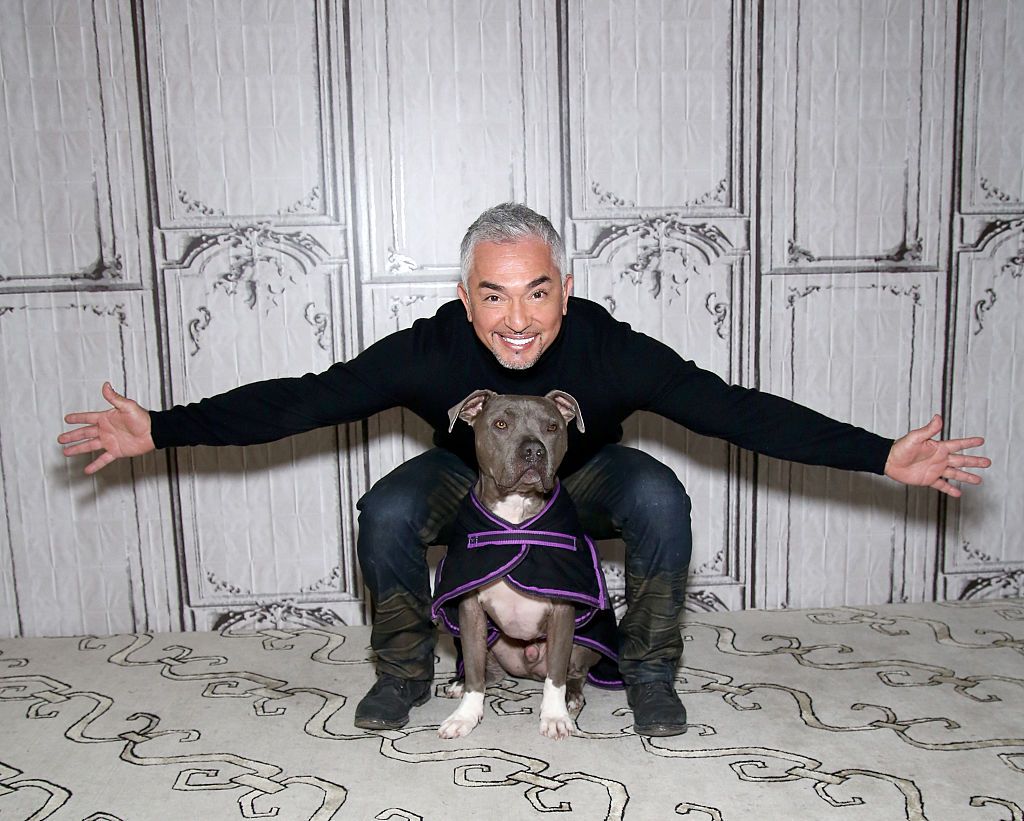 Cesar millan clearance tug of war