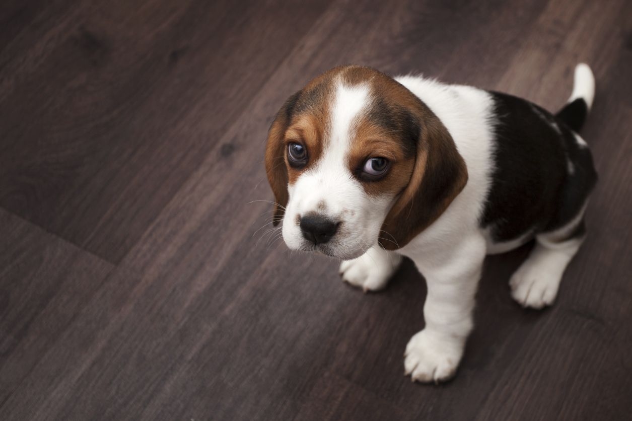 how to potty train a hound dog breed