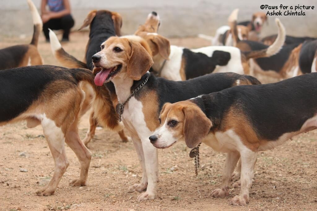 Beagle cheap brigade adoption