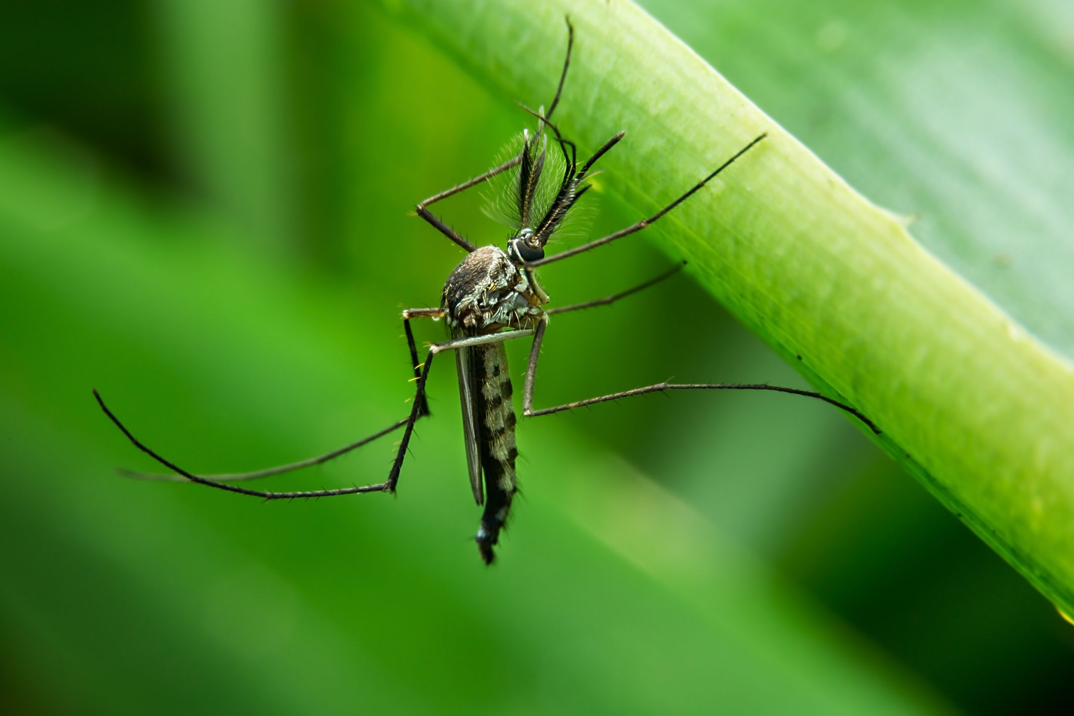 keep Mosquitoes Away from Yard