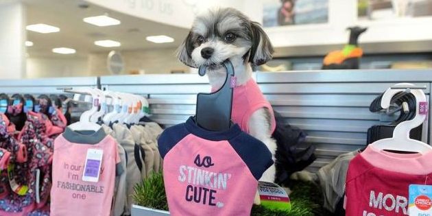 PetSmart Introduces 'Pet Spa' Prototype Store - What the PetSmart