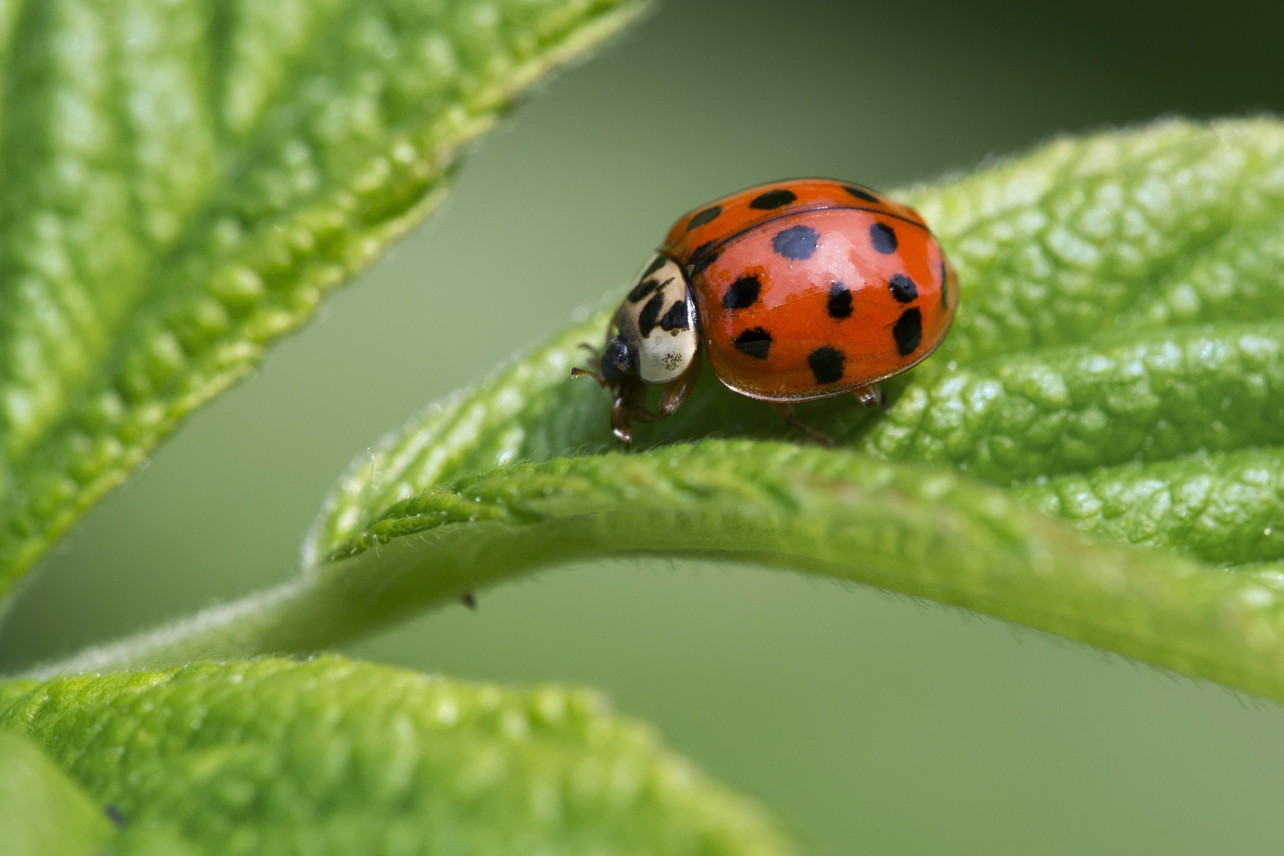 That's no ladybug invading your house