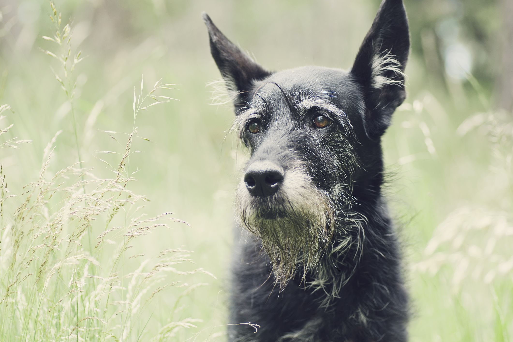 do-dogs-get-white-hair-from-stress