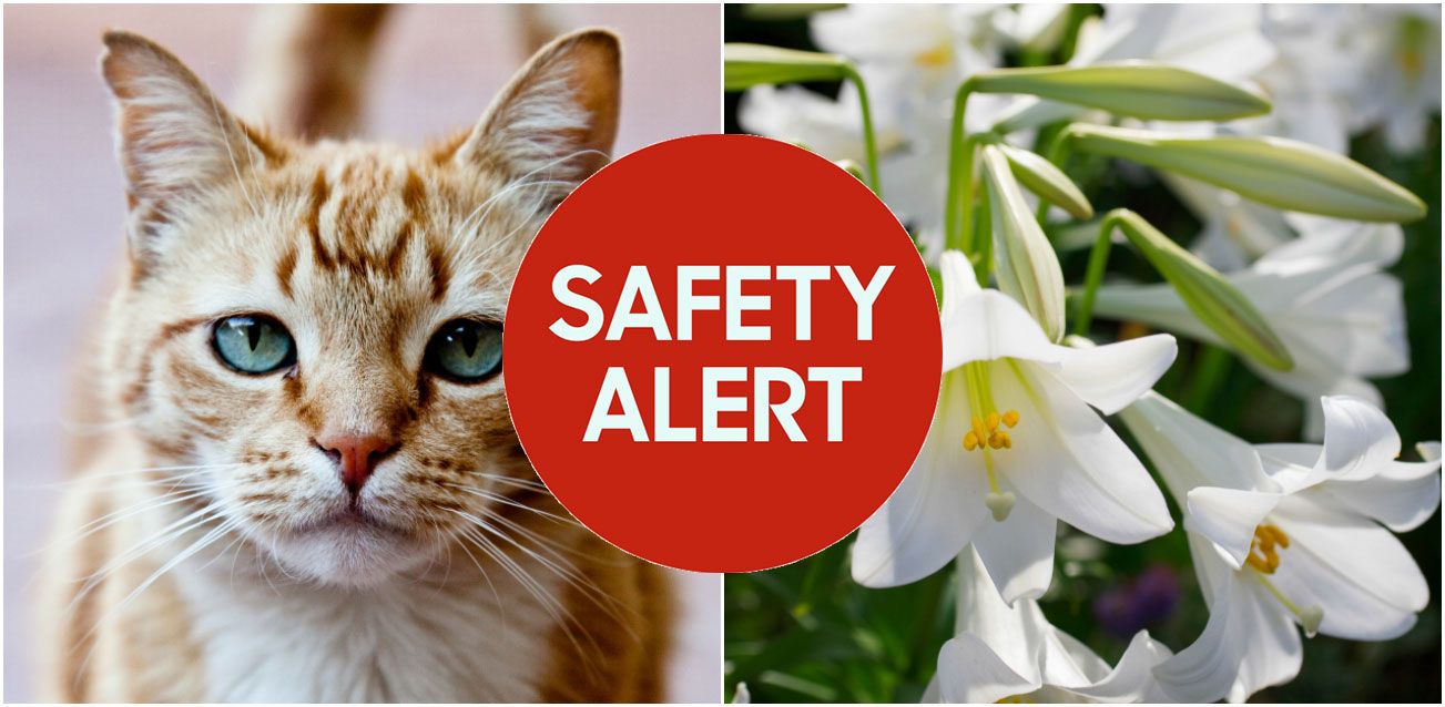 Easter Lilies Toxic to Cats -- Easter Flowers Deadly to Cats