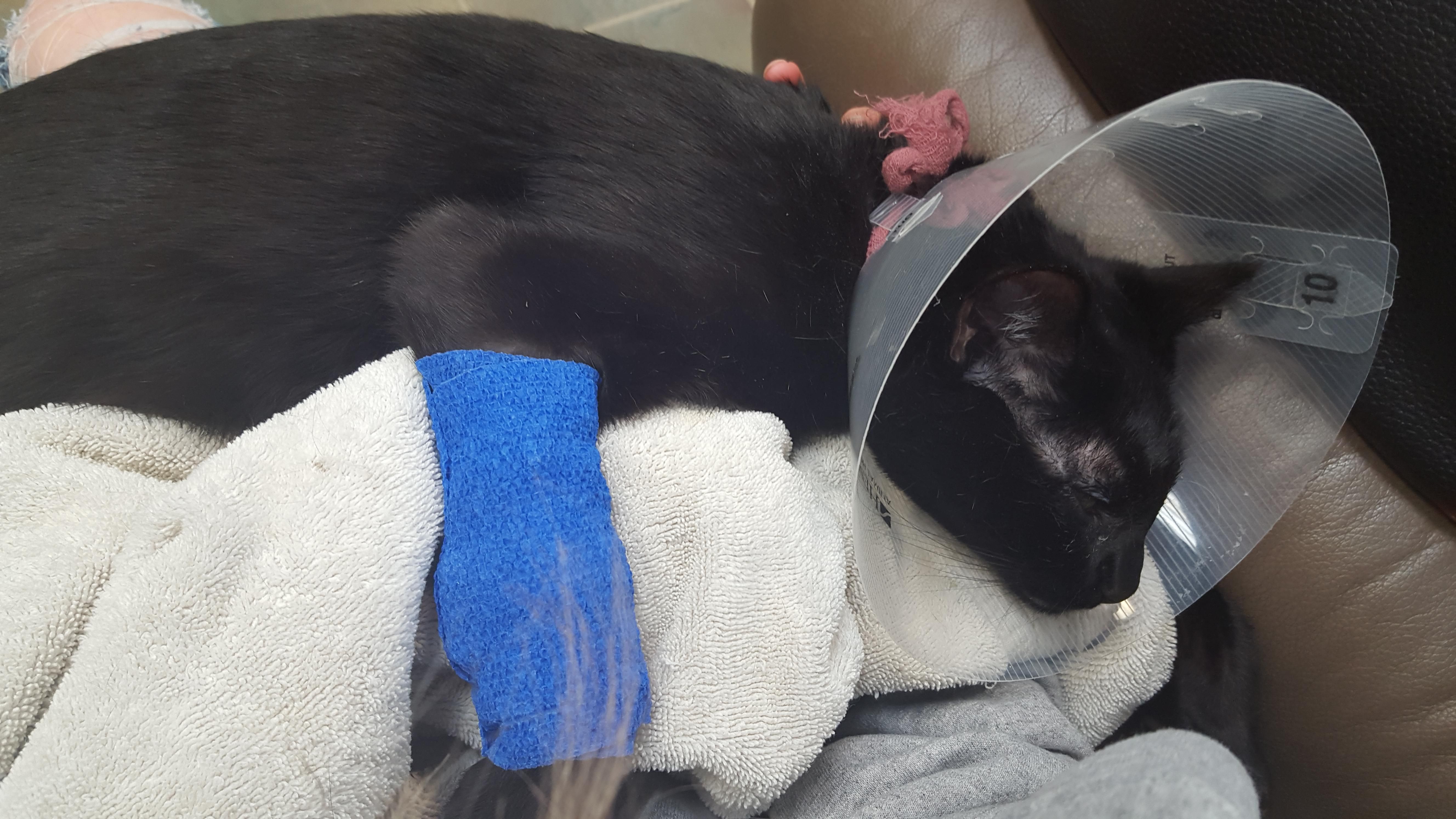 Cat Almost Dies After Eating Hair Ties - Don't Let Kittens Eat String