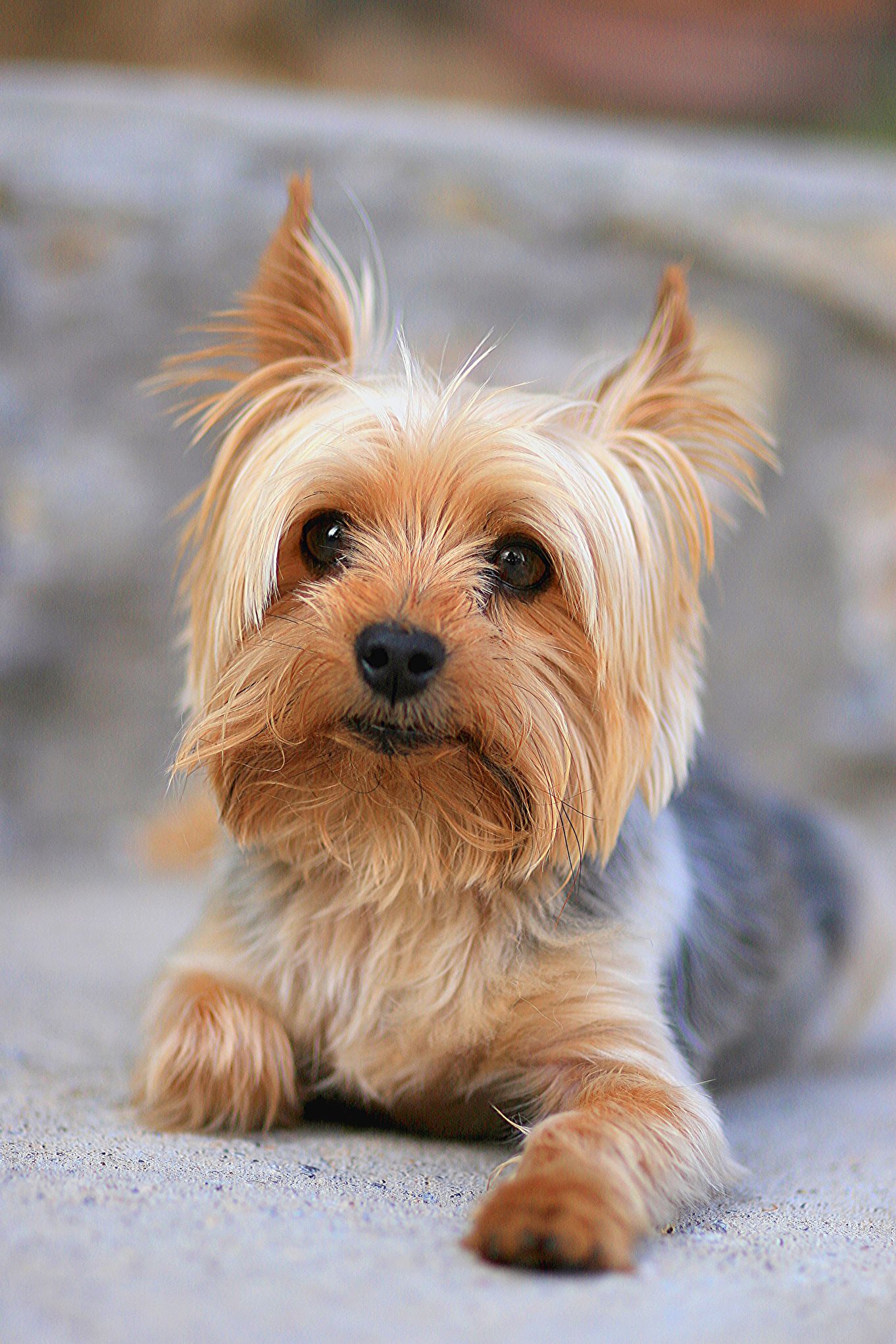 22 Best Hypoallergenic Dogs and Breeds That Don't Shed Fur