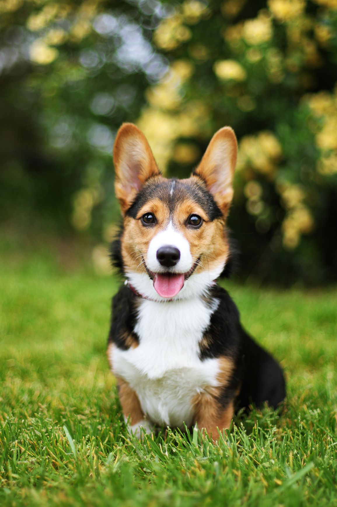 30 Small Dog Breeds That Make Great Pets