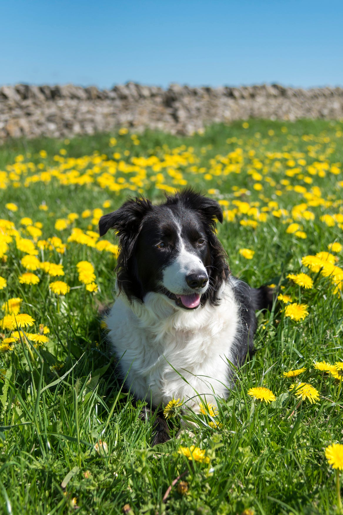 retrato border collie