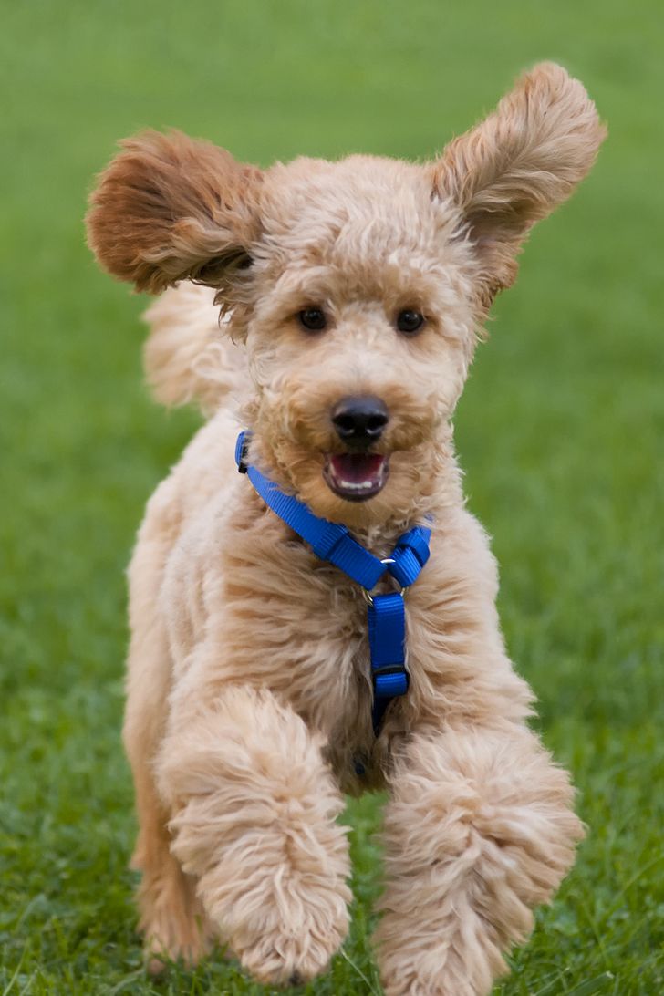 are toy poodle the most intelligent dogs