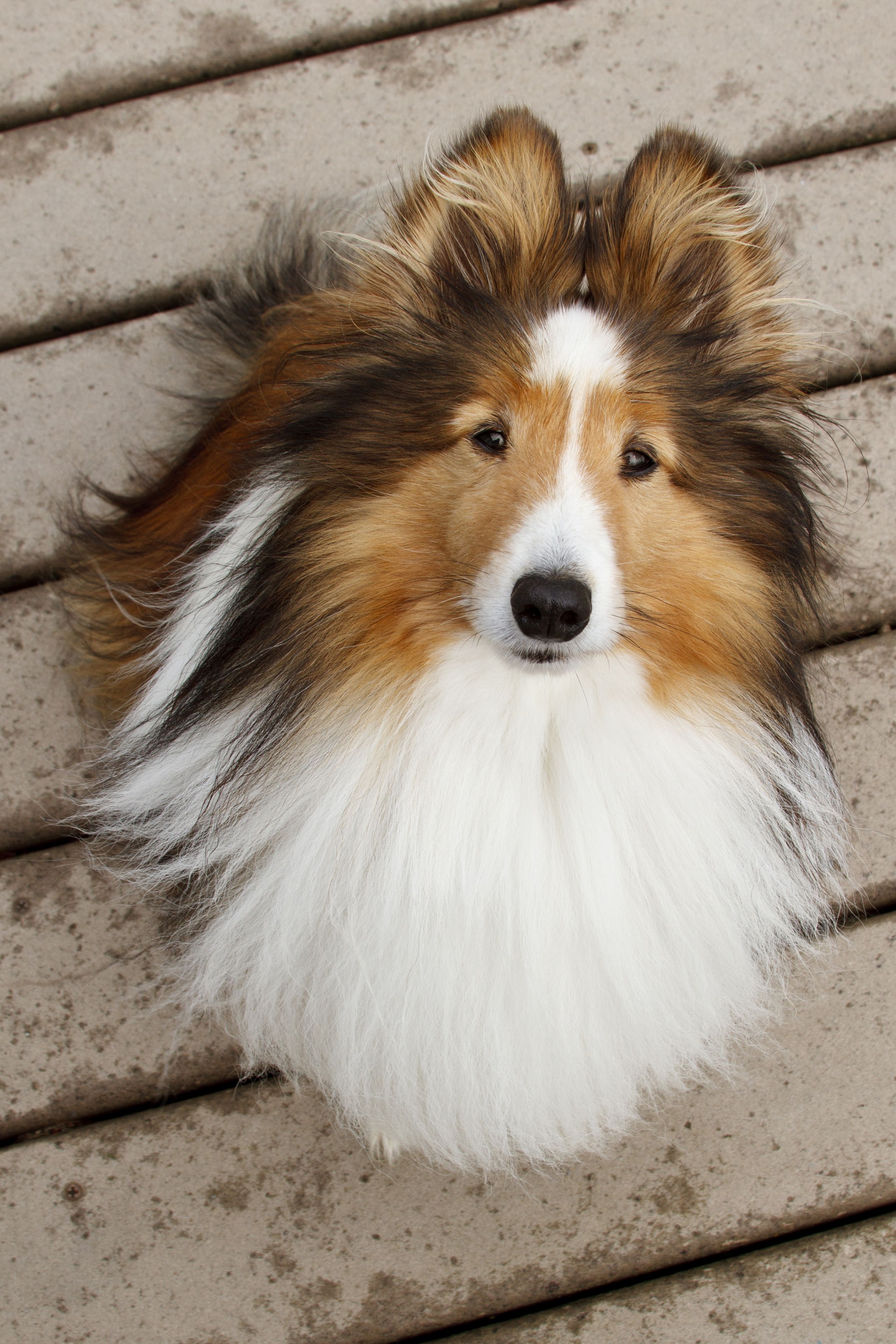 are rough collie the most intelligent dogs