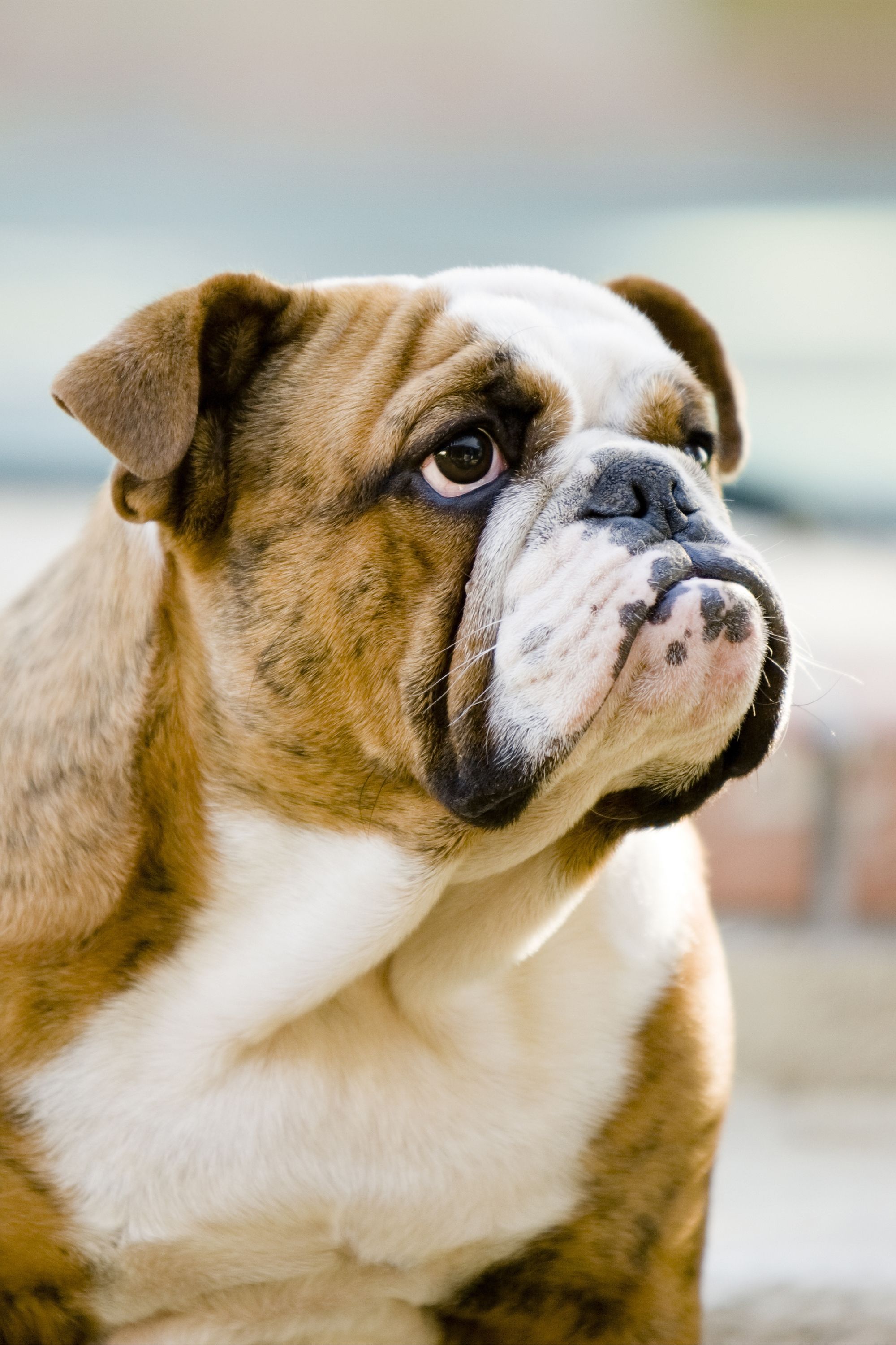 15 Top Quiet Dog Breeds That Don T Bark