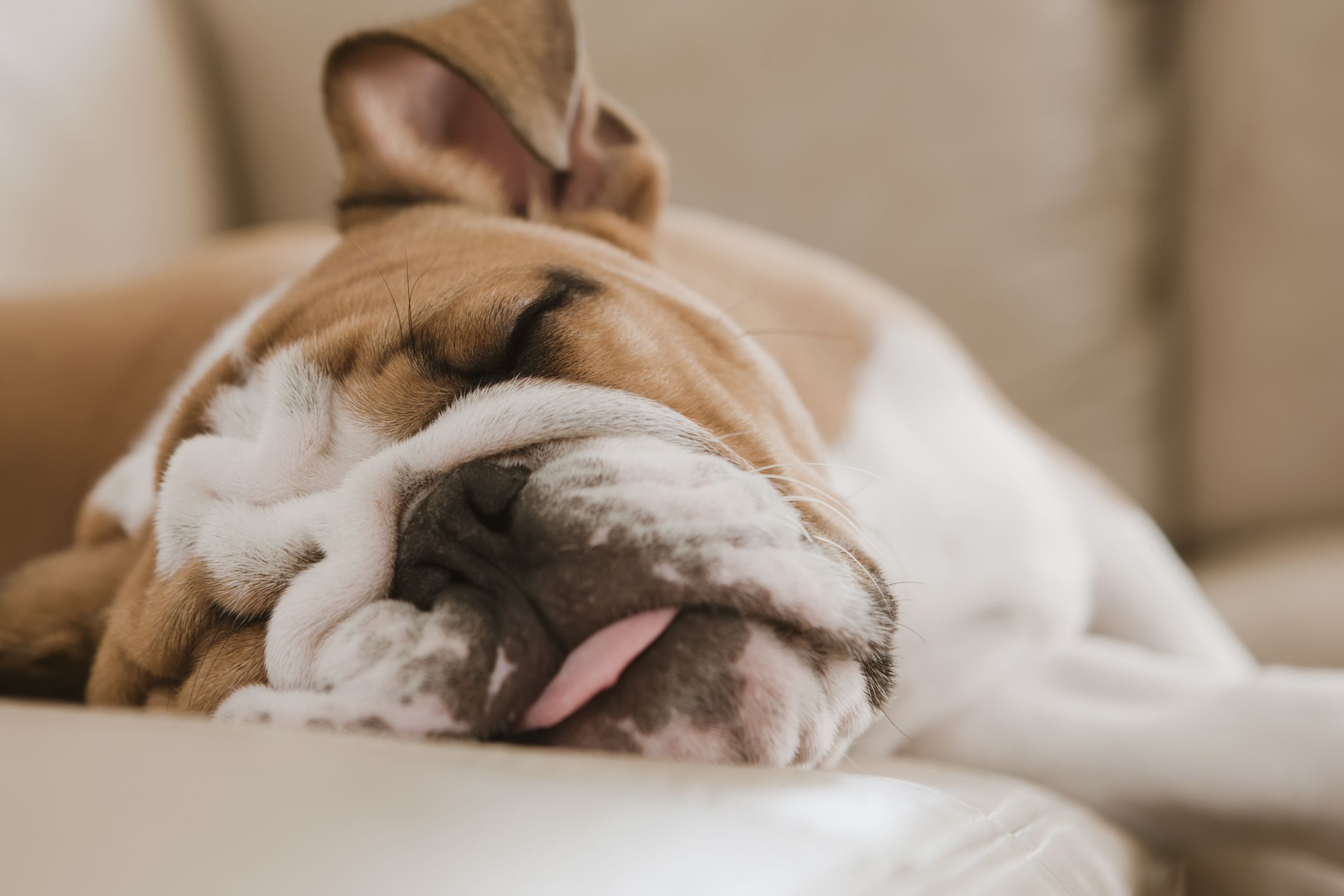 are bull terrier puppies lazy