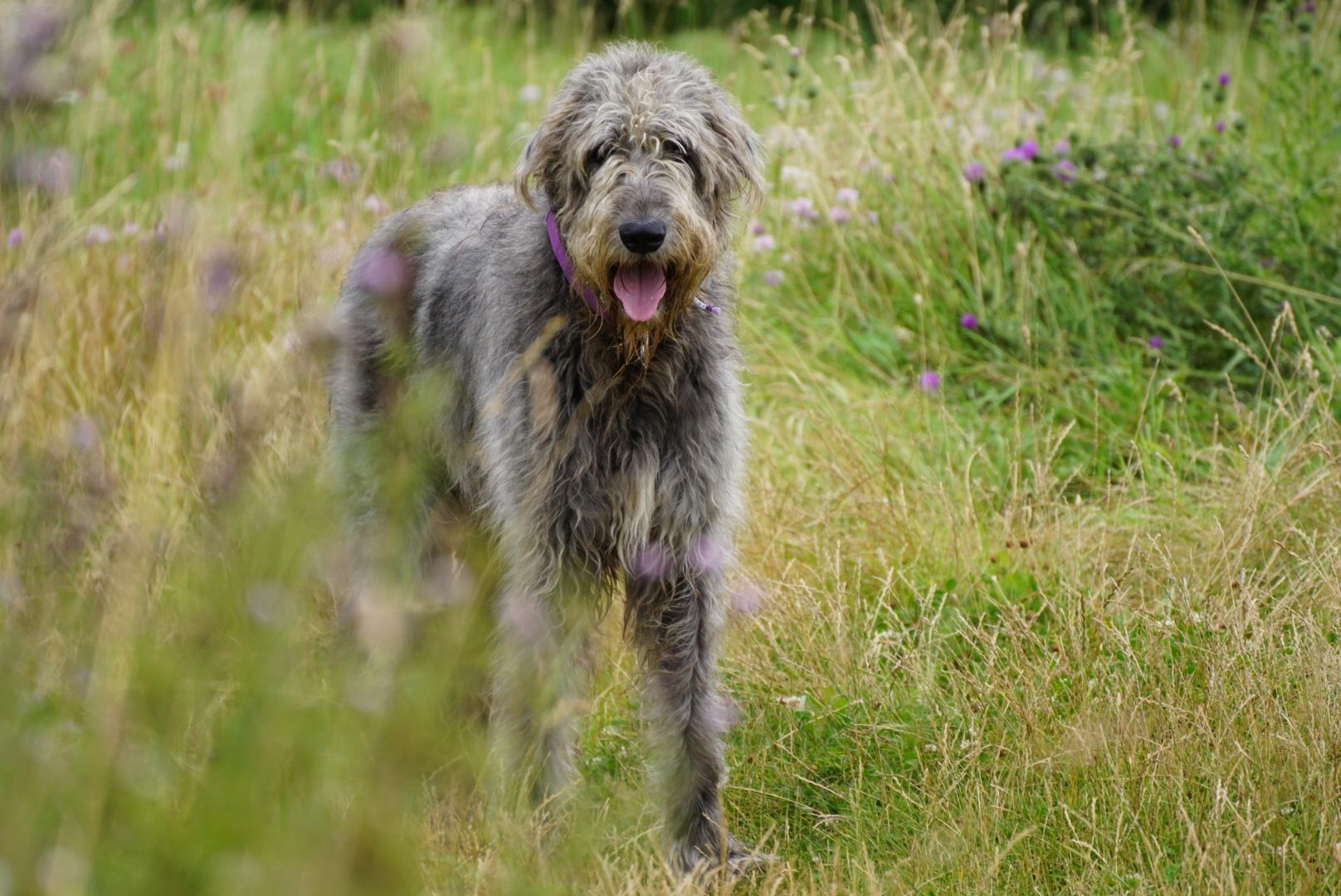 Big grey dog breeds hotsell