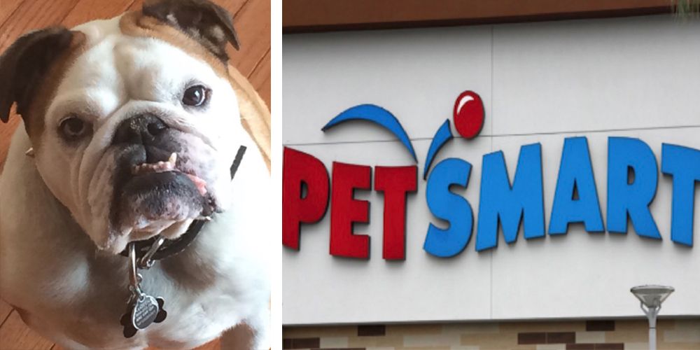 Dog Reportedly Left at PetSmart Groomer Later Found Dead