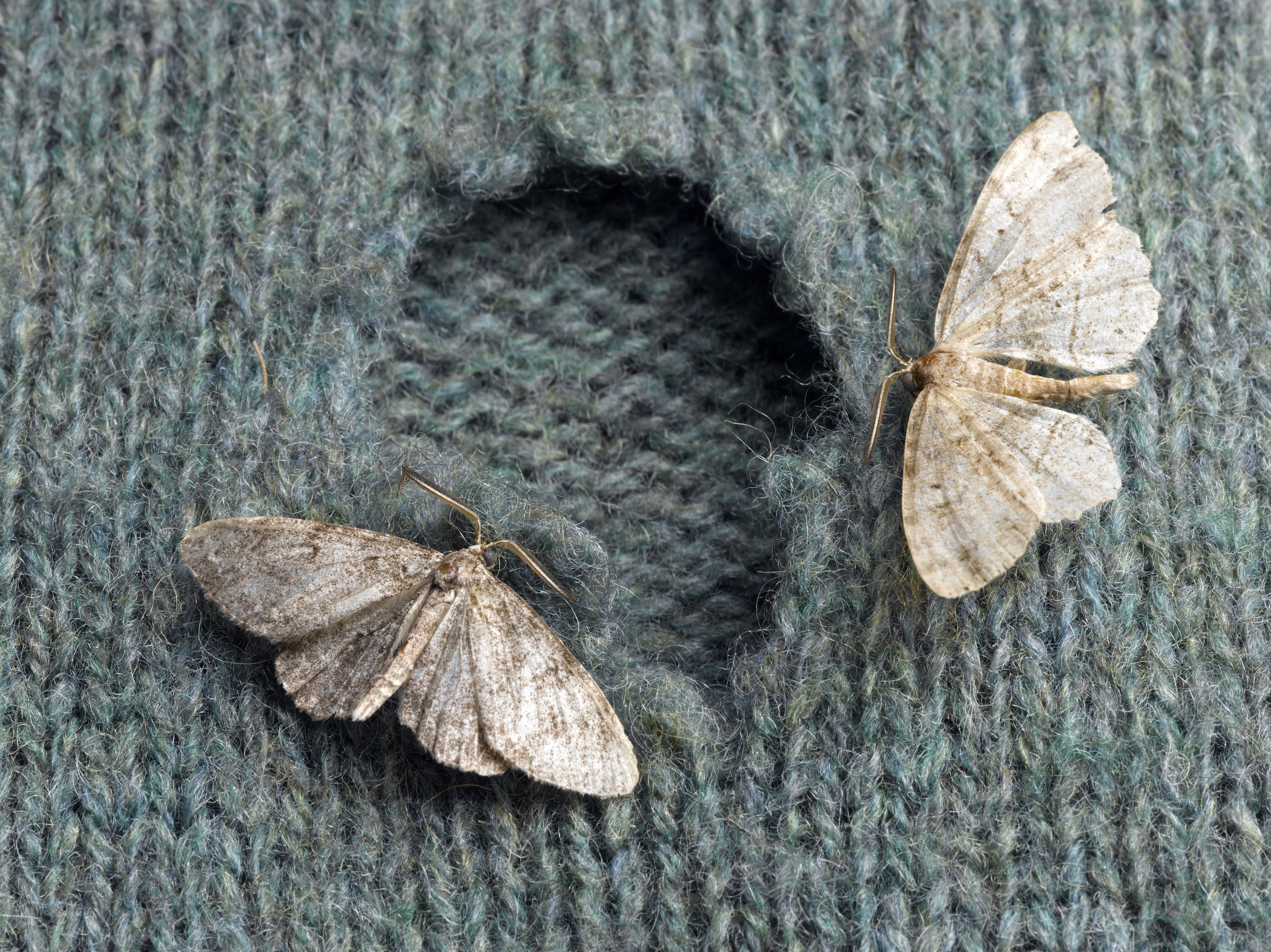 How to Get Rid of Moths in the House