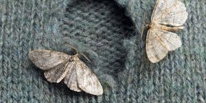 clothes moths on a gray sweater with large hole