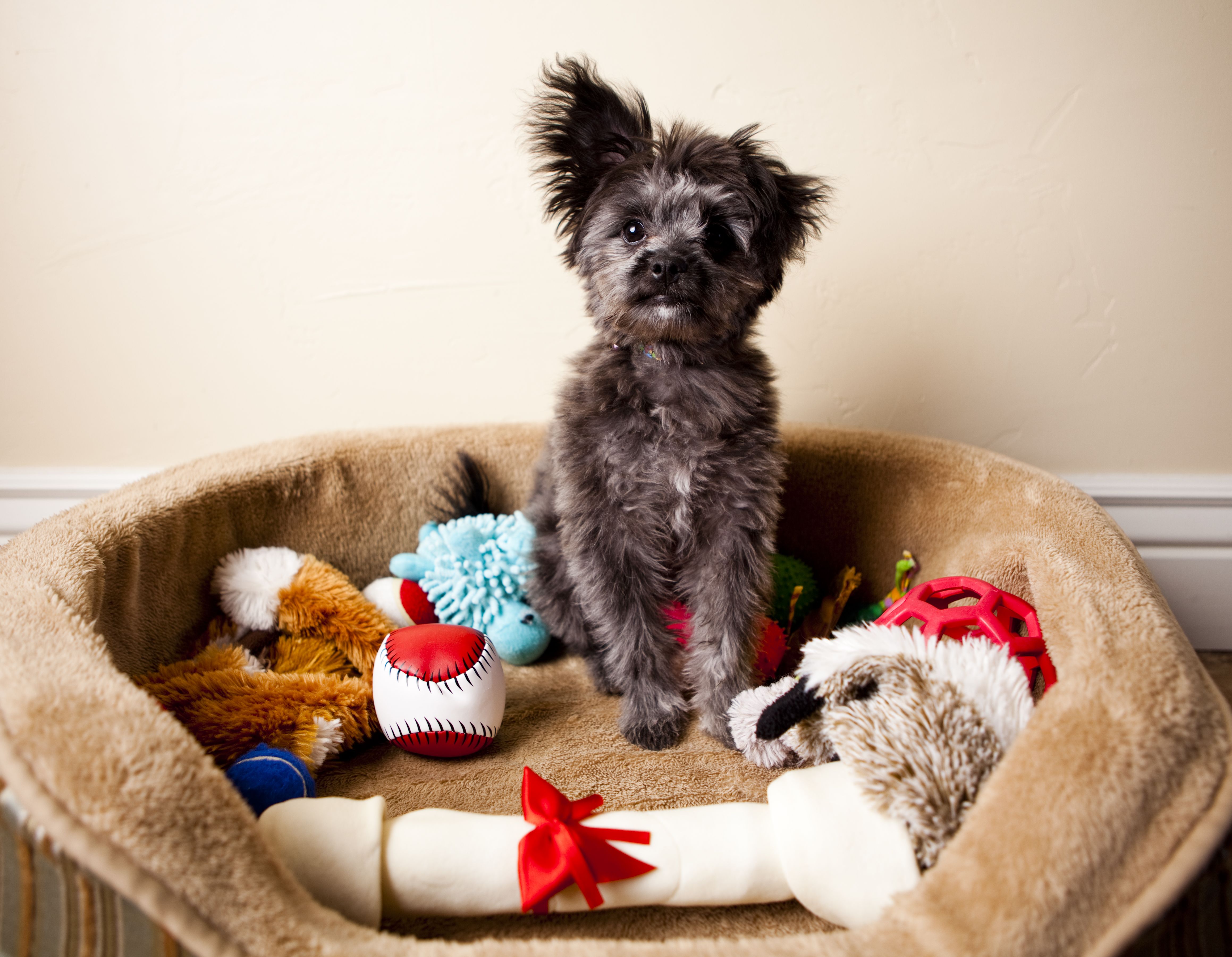 Toy mixed shop breed dogs