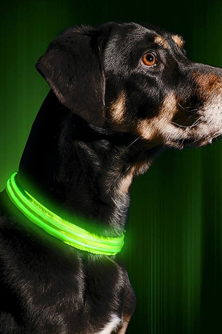 20 Cool Dog Collars - Best Useful and Stylish Dog Collars
