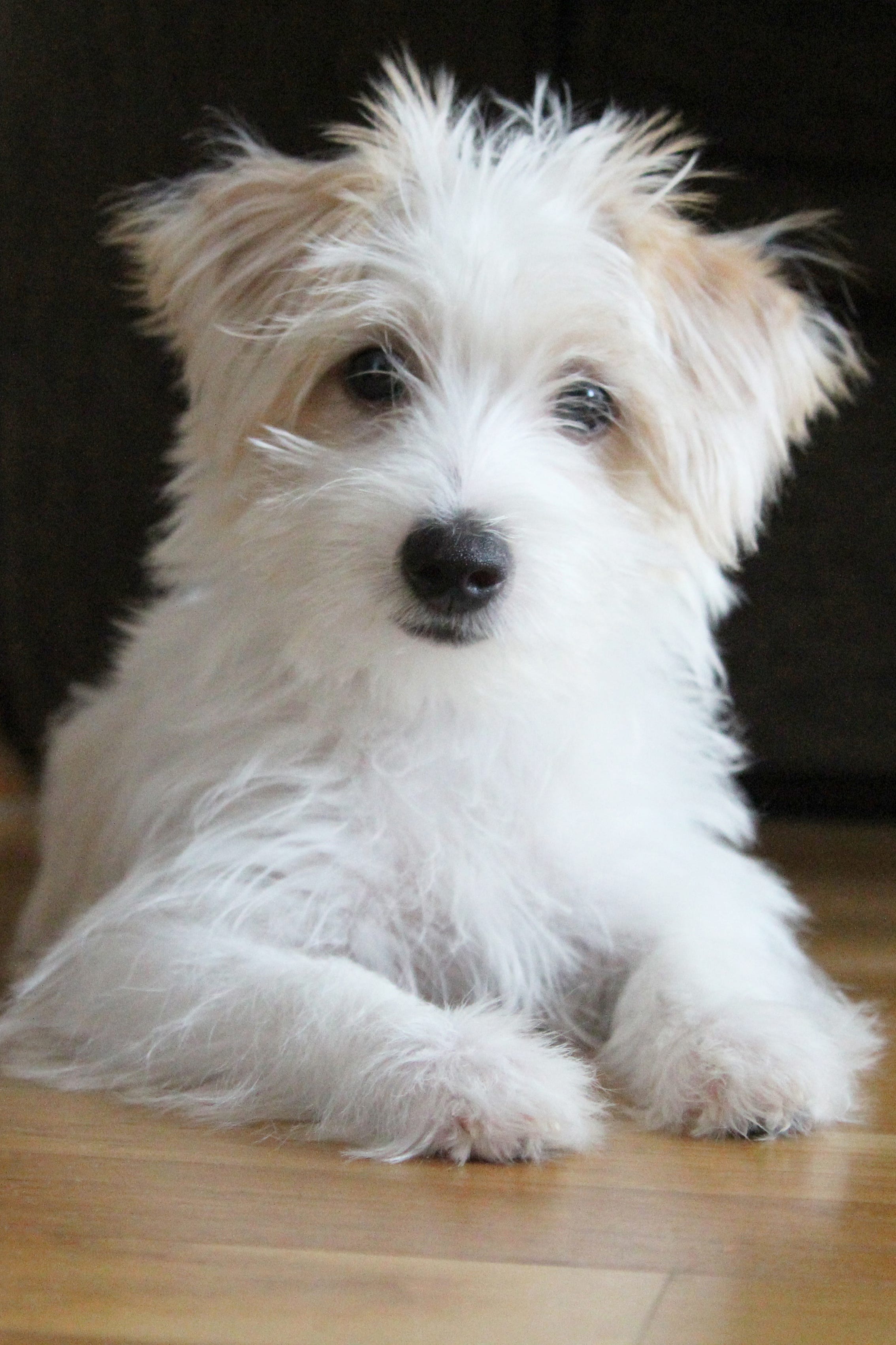 Toy Mixed Breed Puppies Wow Blog
