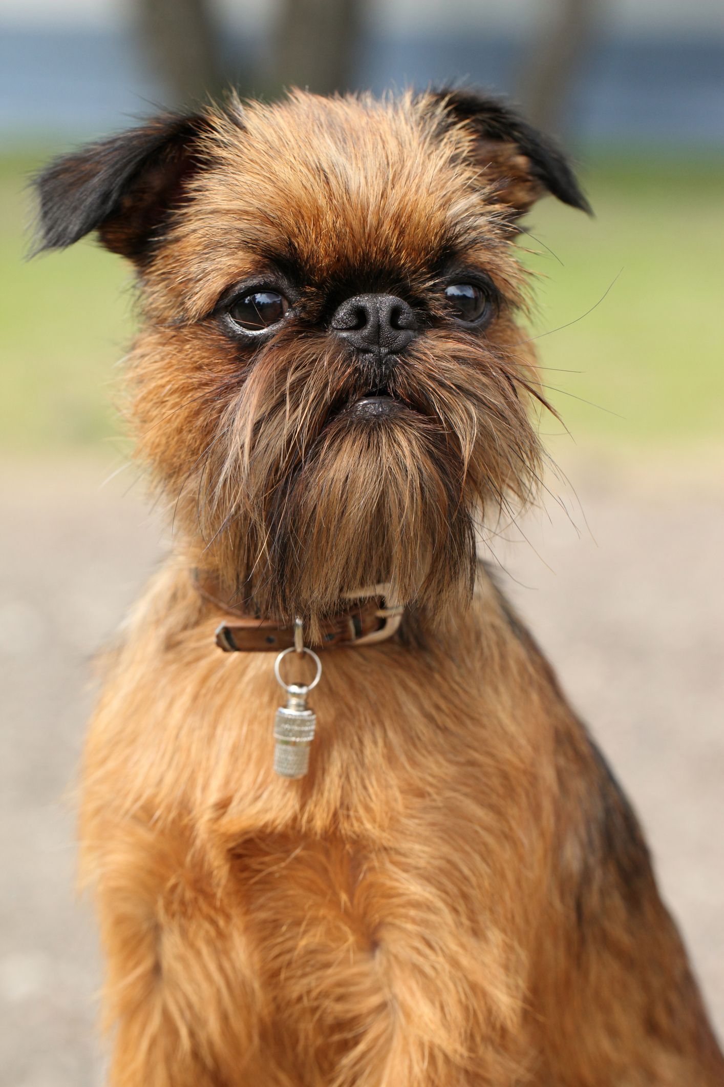 https://hips.hearstapps.com/goodhousekeeping/assets/18/08/brussels-griffon.jpg