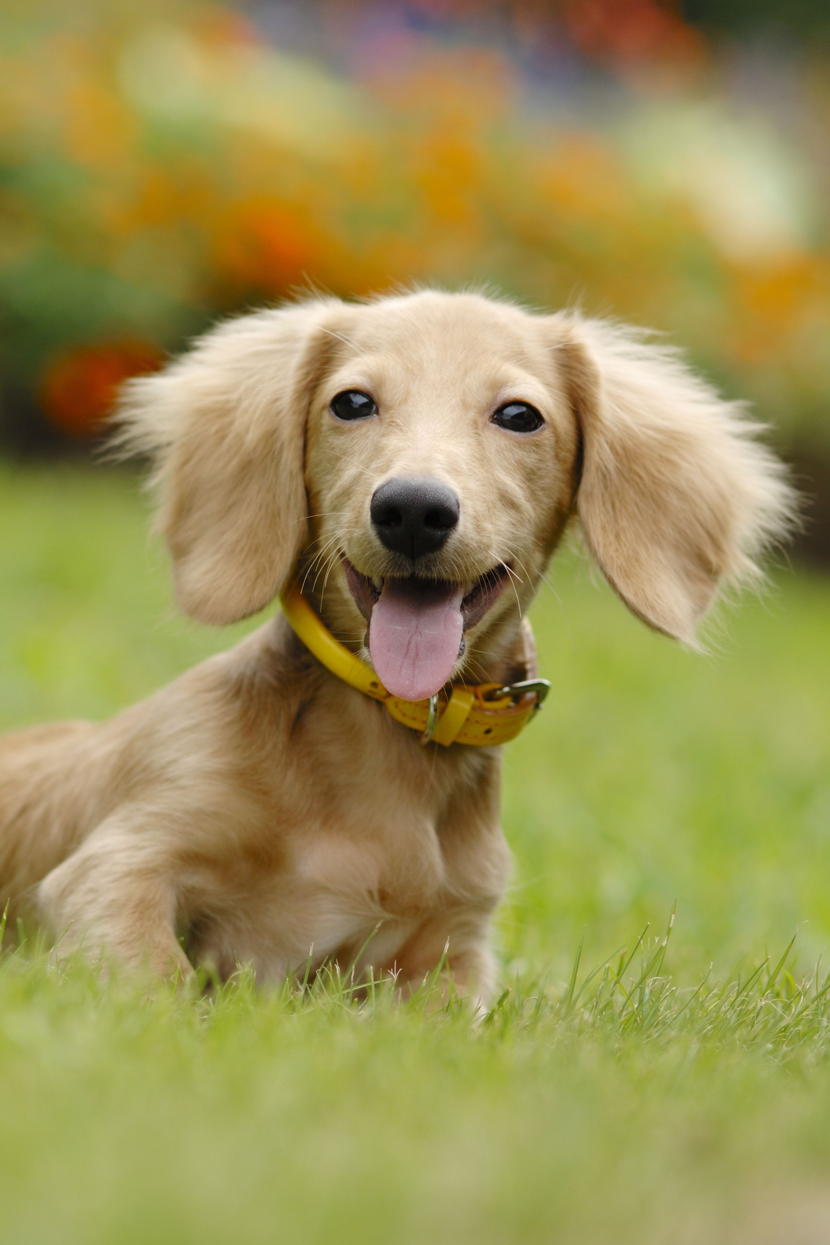 Top 7 razas de perros Mini - Toy