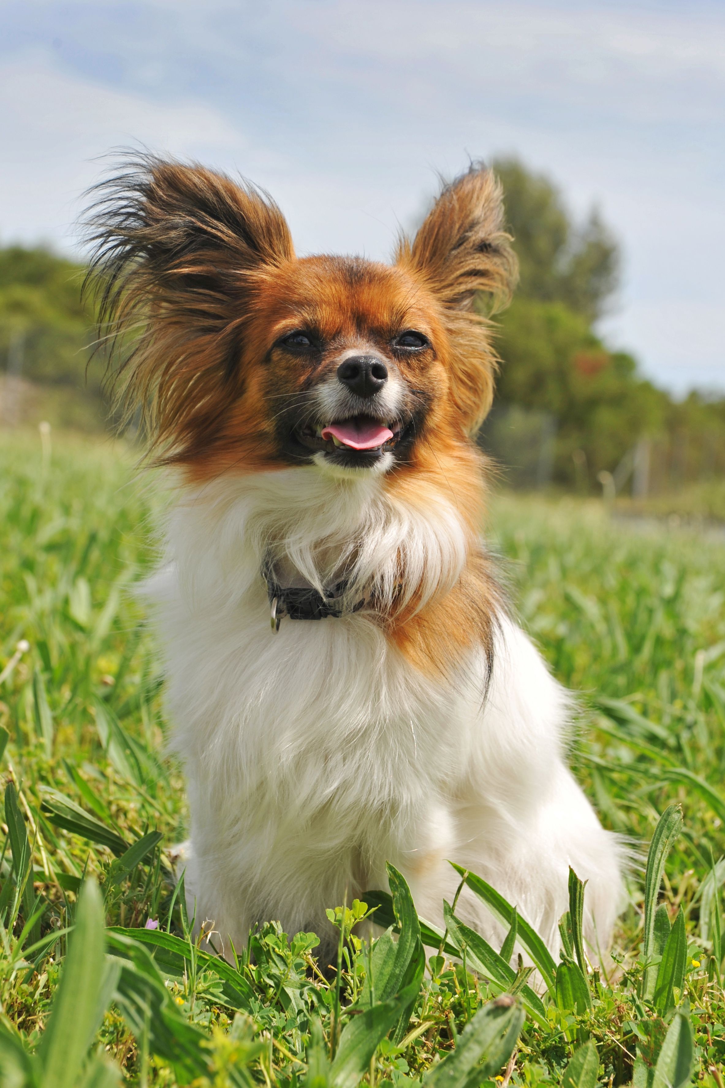 mini papillon dog