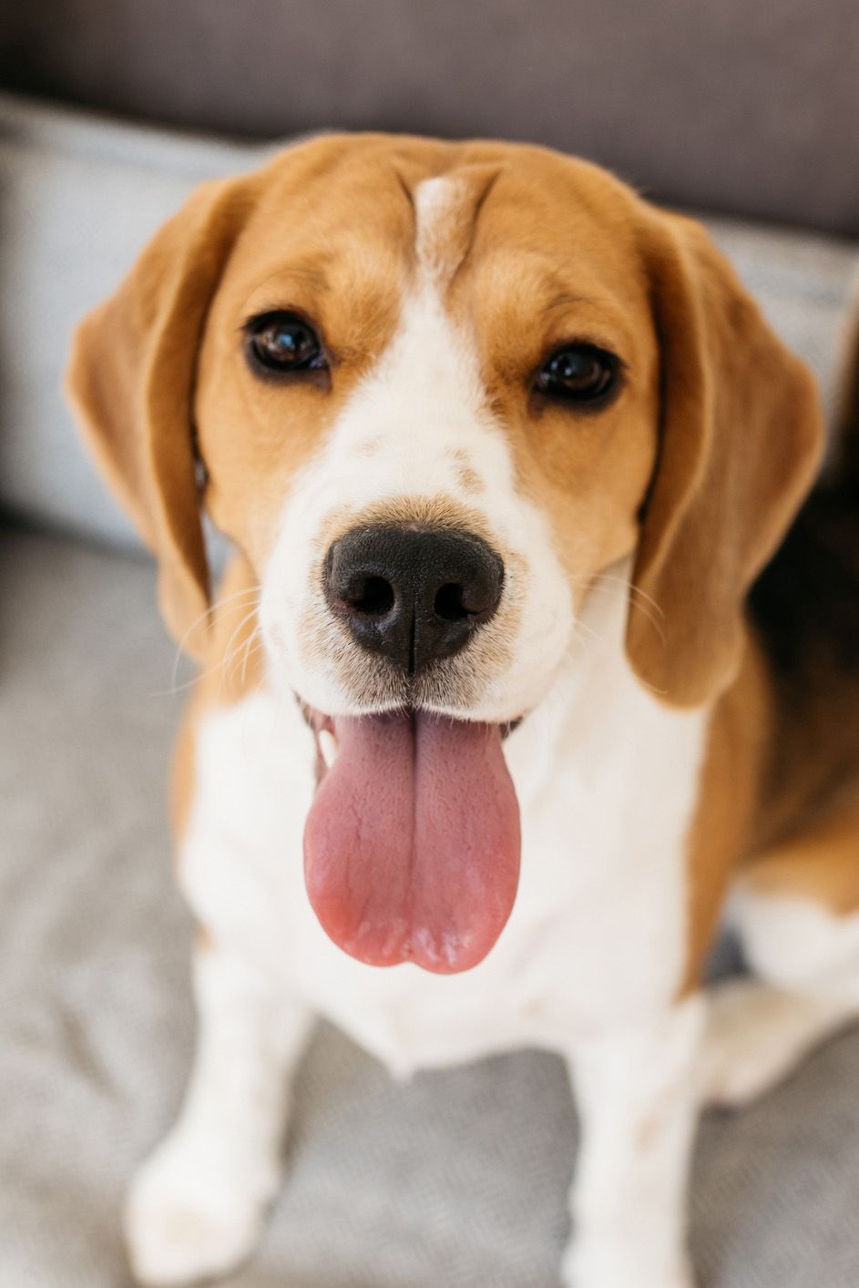 are beagles good dogs for families