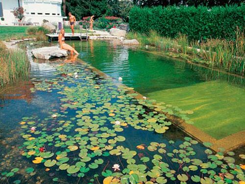Natural swimming pools discount