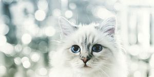 Whiskers, Small to medium-sized cats, Felidae, Carnivore, Cat, Iris, Snout, Fur, Asian semi-longhair, Persian, 