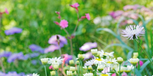 Plant, Natural environment, Flower, Petal, Flowering plant, Botany, Spring, Meadow, Wildflower, Groundcover, 