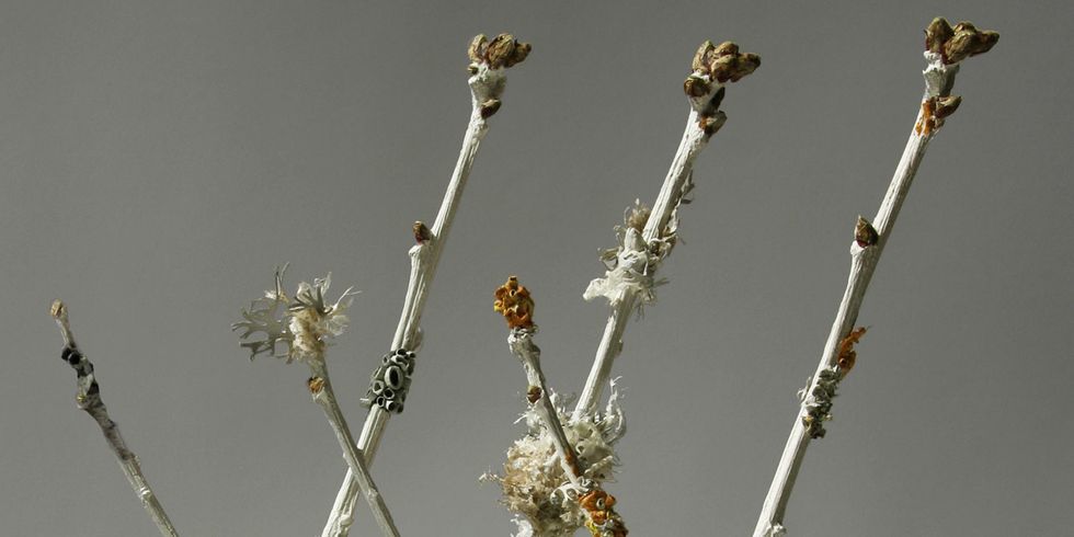 Branch, Twig, Botany, Plant stem, Macro photography, Beige, Bud, Spring, Still life photography, Pedicel, 