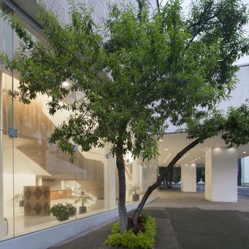 Woody plant, Glass, Transparent material, Shade, Walkway, Sidewalk, 