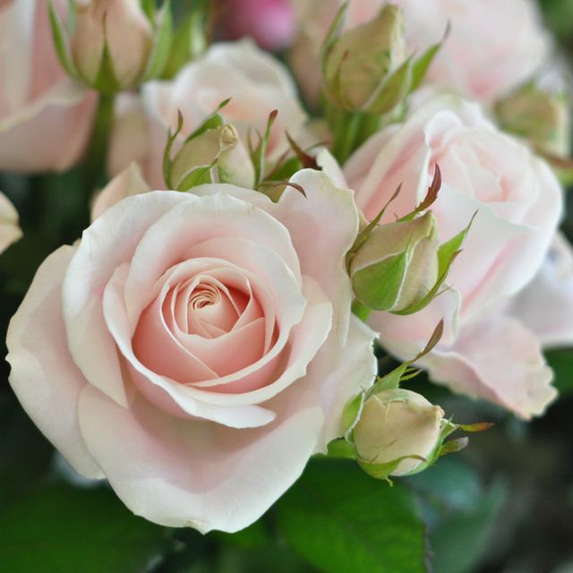 Petal, Flower, Pink, Botany, Flowering plant, Rose family, Rose, Garden roses, Rose order, Peach, 
