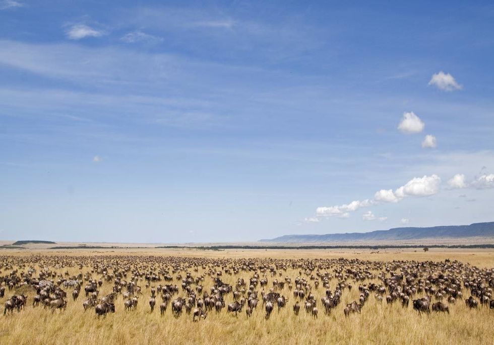 Where to see: Wildebeest