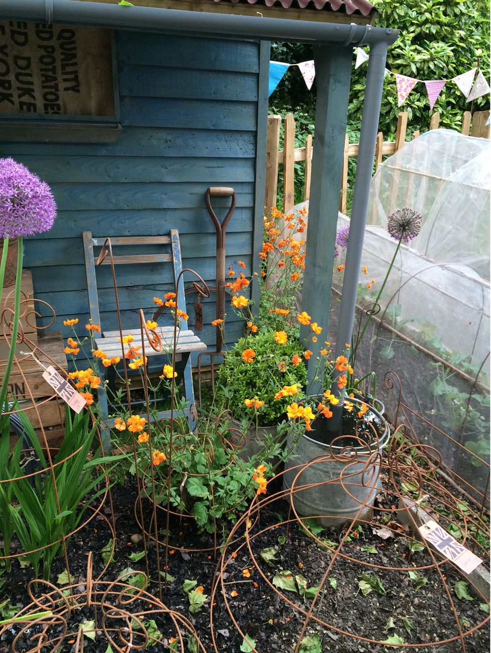 Plant, Flower, Garden, Shrub, Backyard, Outdoor table, Yard, Flowerpot, Flowering plant, Annual plant, 
